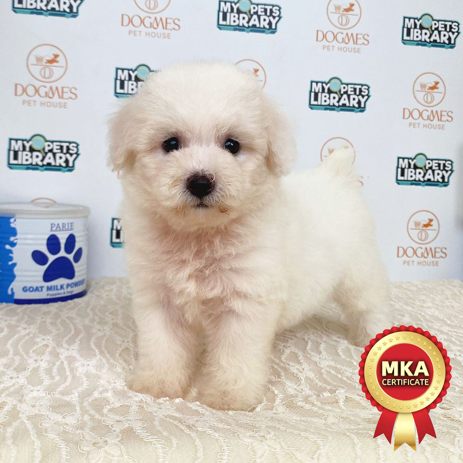 MKA Toy Poodle Puppy (Female) For Sale