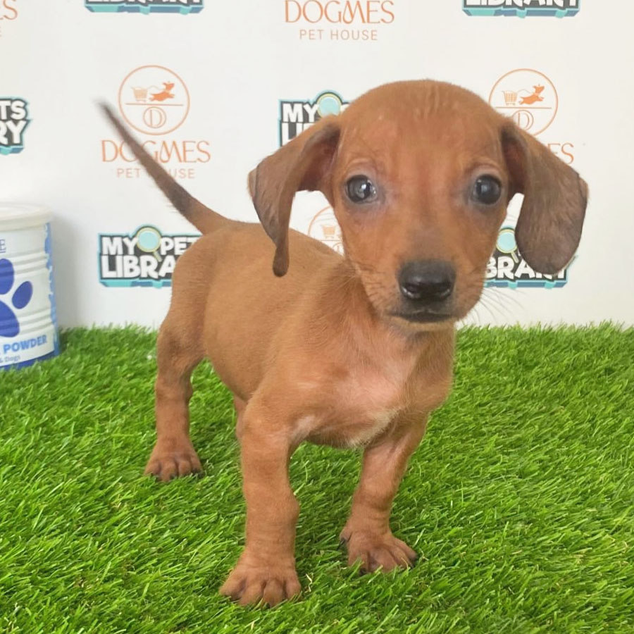 Miniature Dachshund Puppy (Male) For Sale