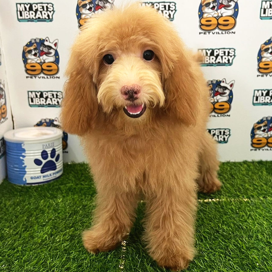 Miniature Poodle Puppy (Male) For Sale