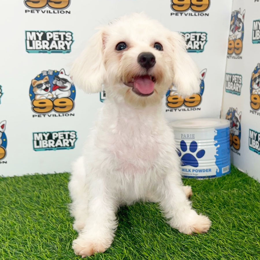 Maltipoo Puppy (Female) For Sale