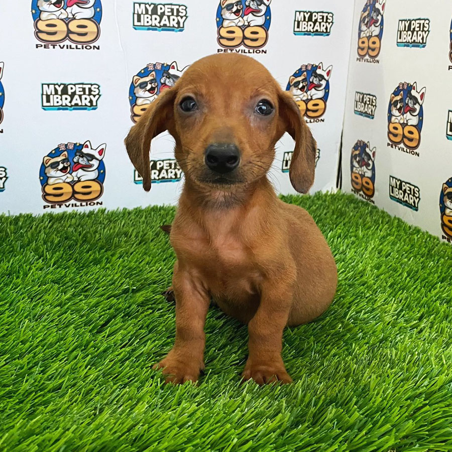 Shortcoat Miniature Dachshund Puppy (Male) For Sale