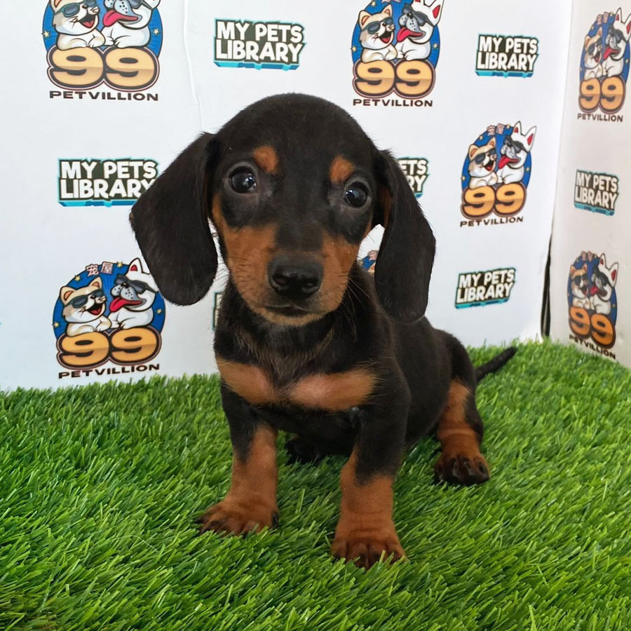 Shortcoat Miniature Dachshund Puppy (Male) For Sale