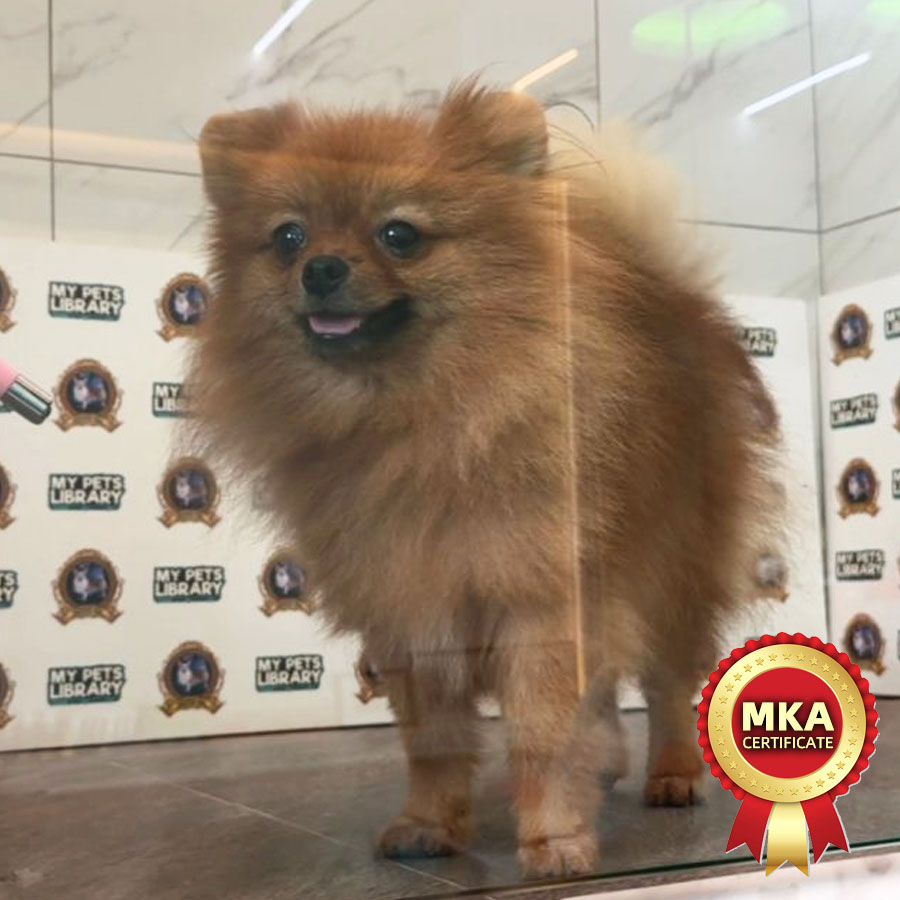 MKA Pomeranian Puppy (Female) For Sale