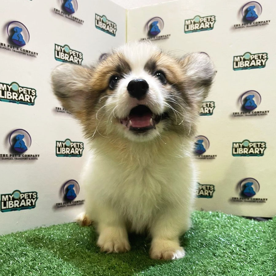 Welsh Corgi Puppy (Male) For Sale