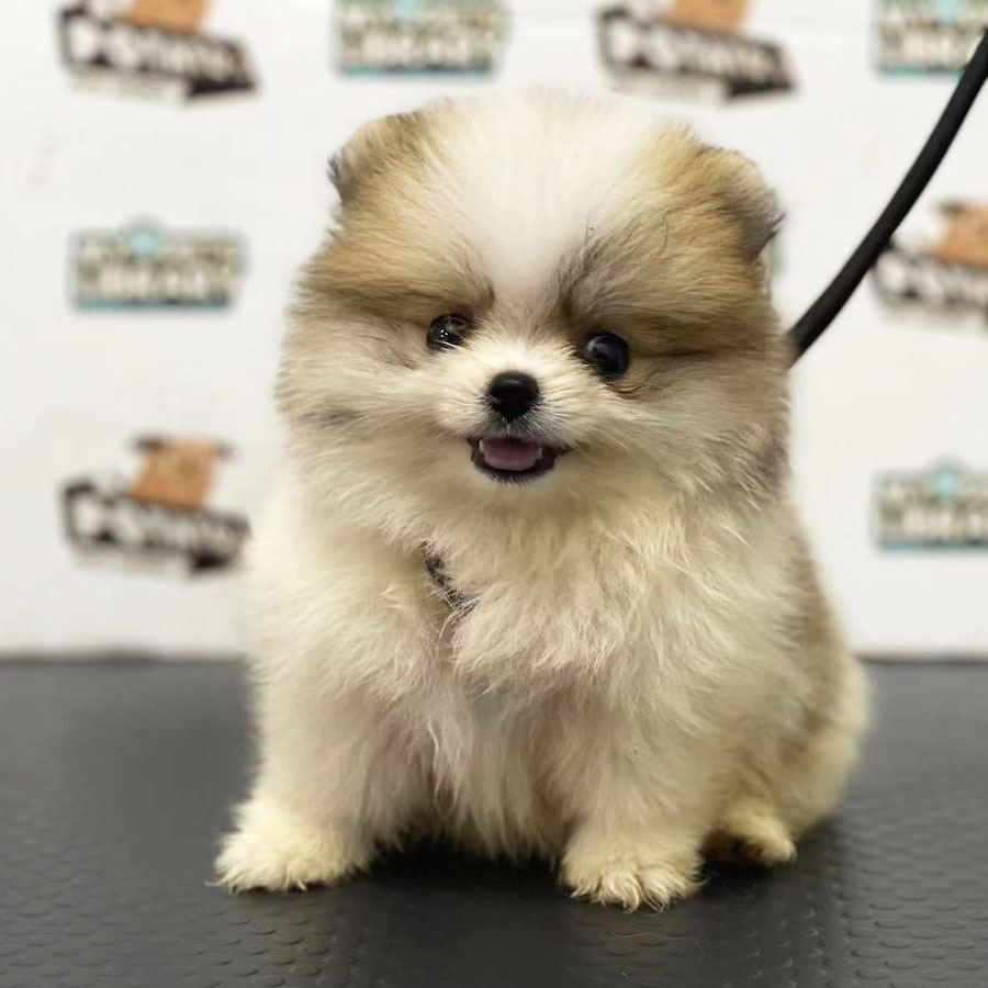 Pomeranian Puppy (Female) For Sale