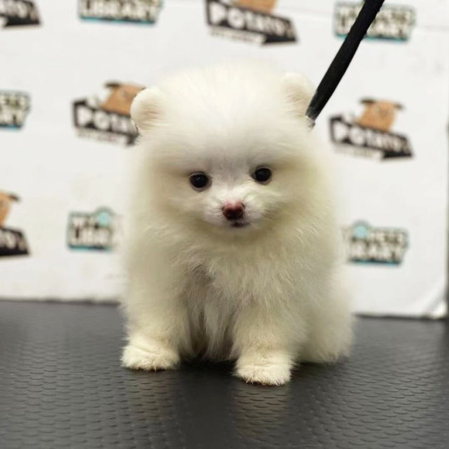 Pomeranian Puppy (Female) For Sale
