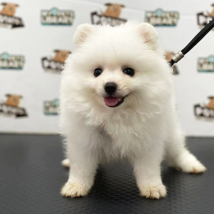 Pomeranian Puppy (Male) For Sale