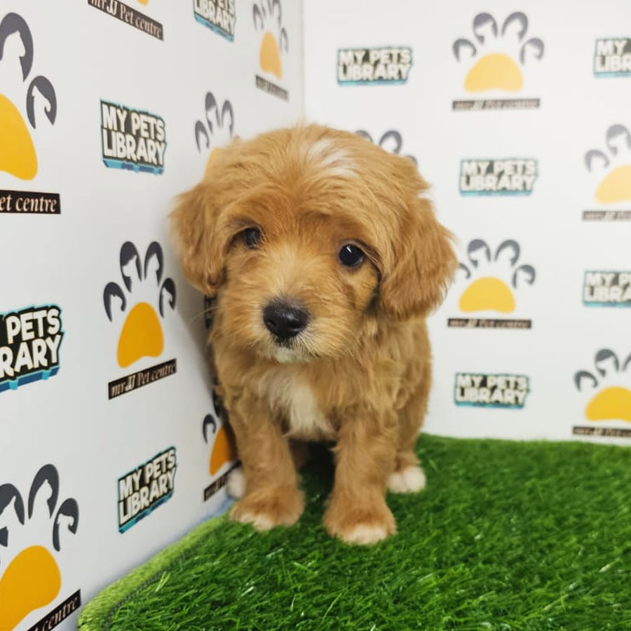 Toy Poodle Puppy (Male) For Sale