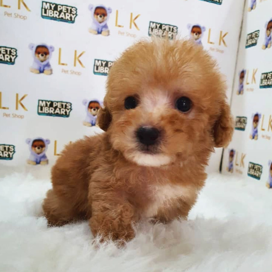 Maltipoo Puppy (Male) For Sale