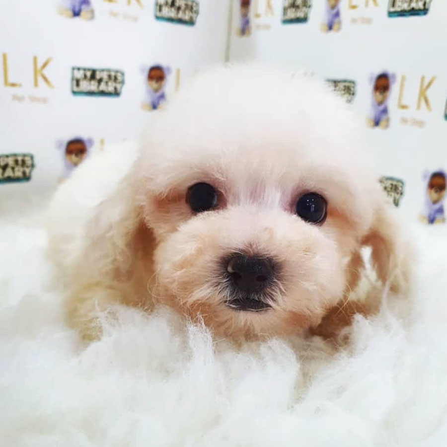 Tiny Poodle Puppy (Male) For Sale