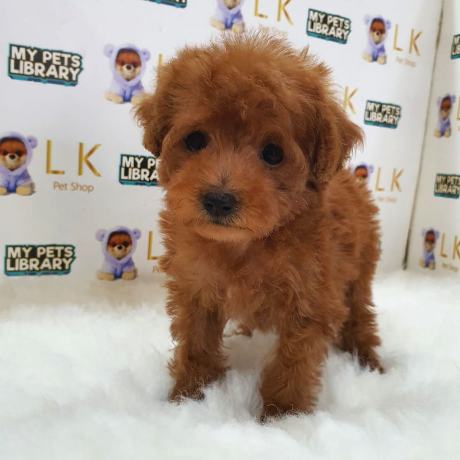 Tiny Poodle Puppy (Female) For Sale