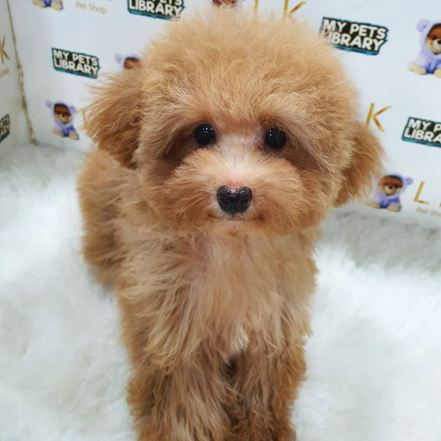 Toy Poodle Puppy (Female) For Sale