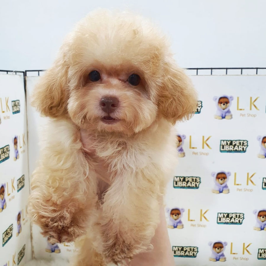 Maltipoo Puppy (Female) For Sale