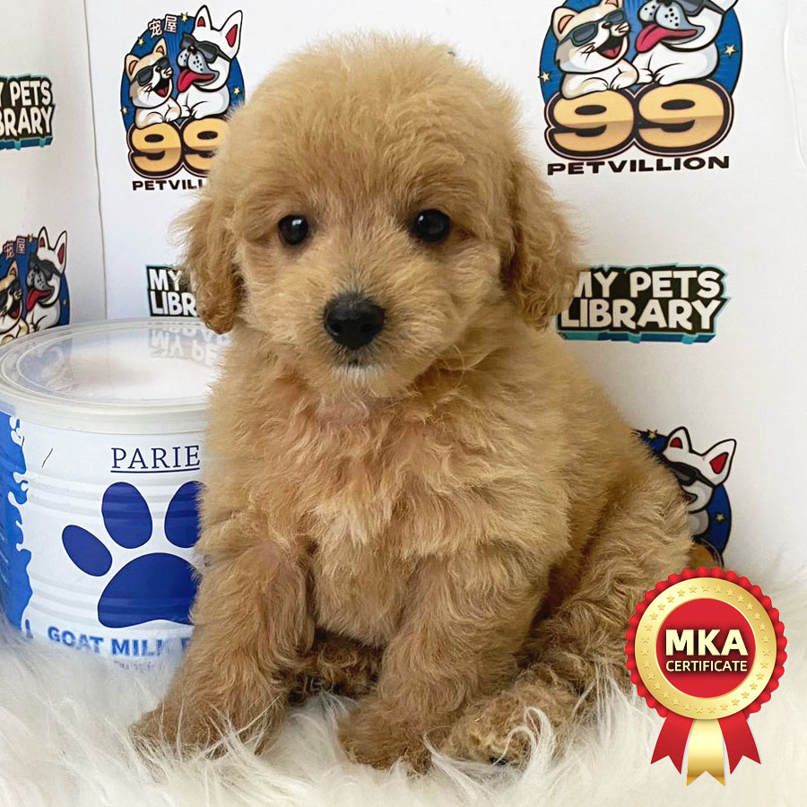 MKA Toy Poodle Puppy (Female) For Sale