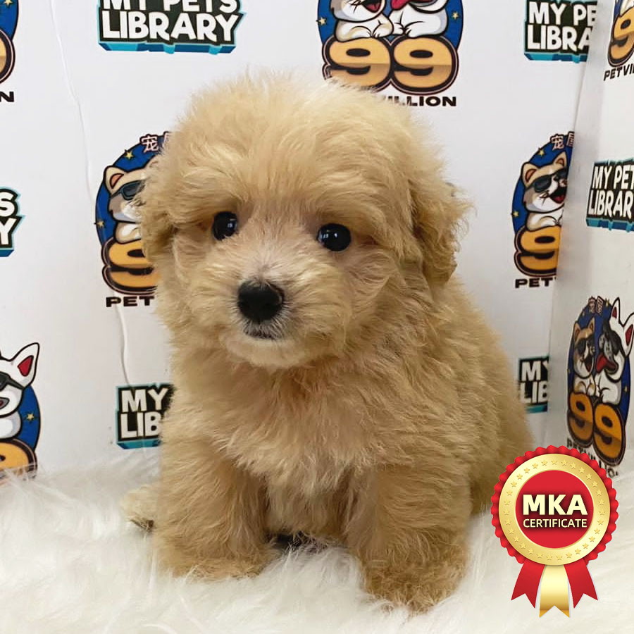MKA Toy Poodle Puppy (Female) For Sale