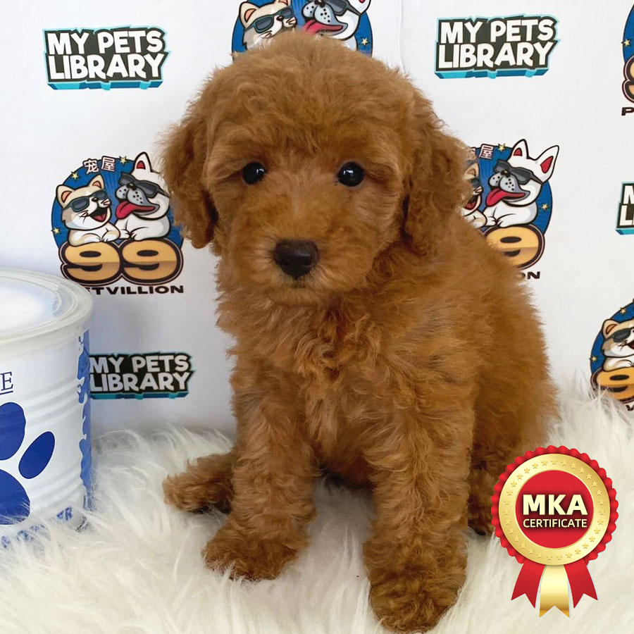 MKA Toy Poodle Puppy (Female) For Sale