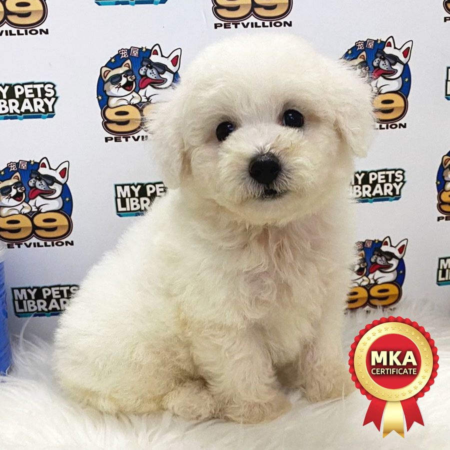 MKA Toy Poodle Puppy (Male) For Sale