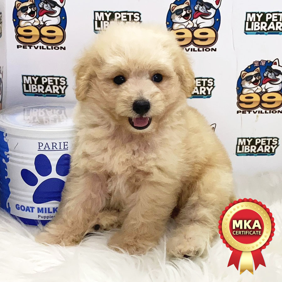 MKA Toy Poodle Puppy (Male) For Sale