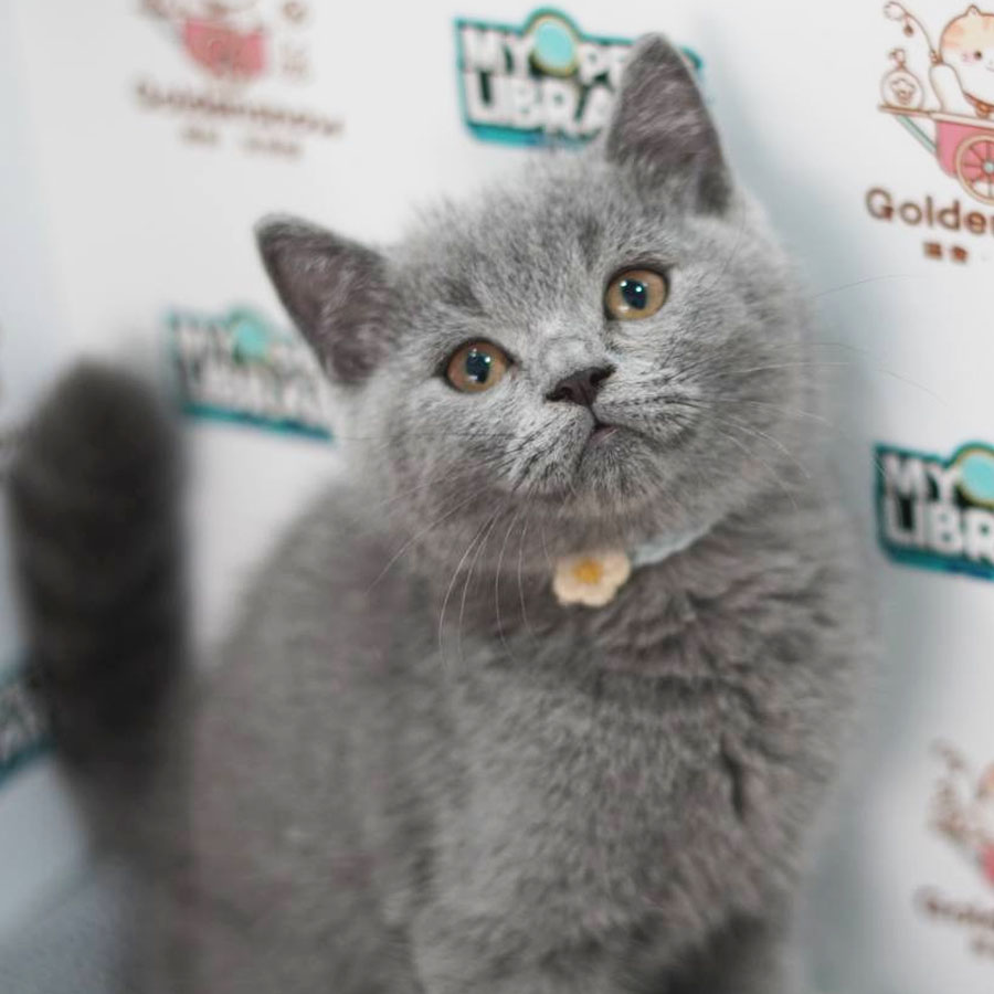 British Shorthair Kitten (Male) For Sale