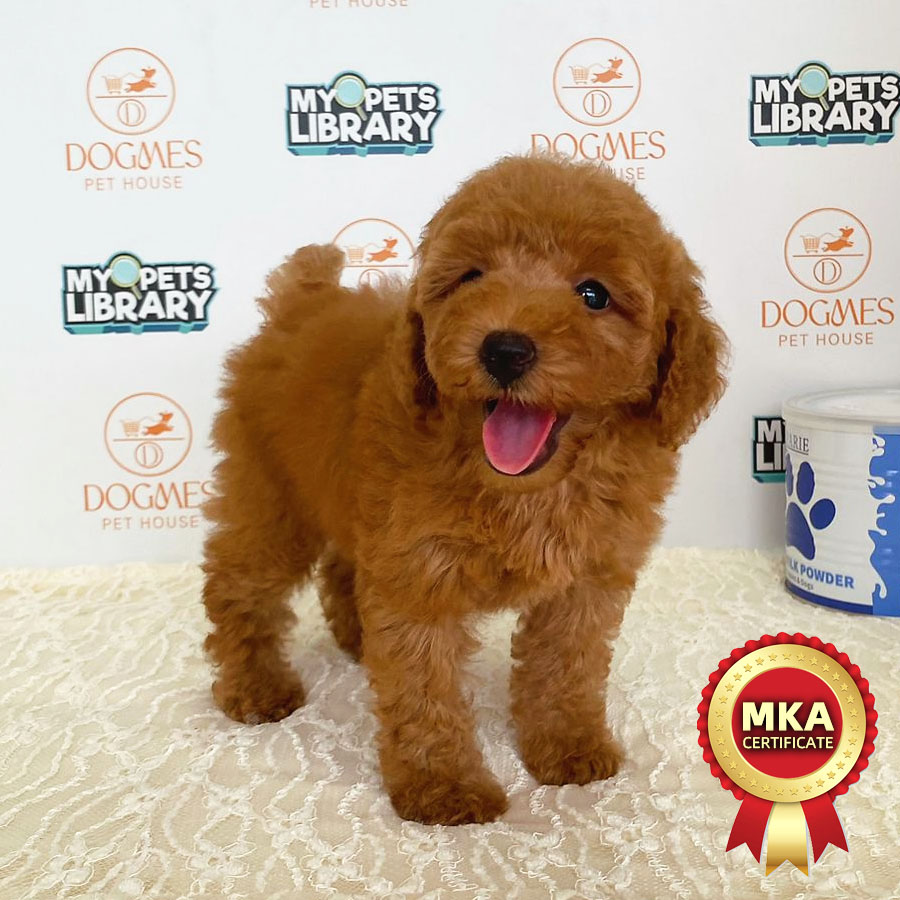 MKA Toy Poodle Puppy (Female) For Sale