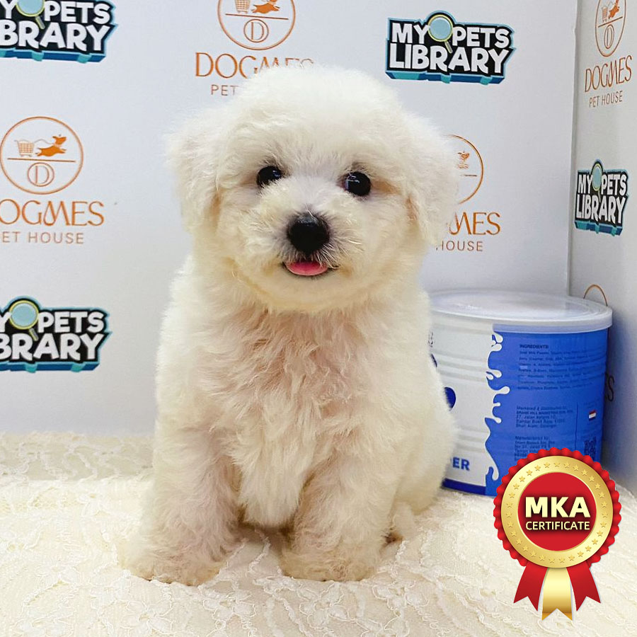 MKA Toy Poodle Puppy (Male) For Sale