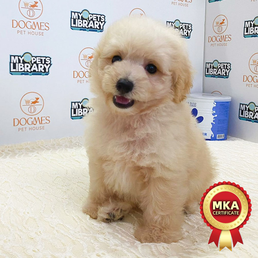 MKA Toy Poodle Puppy (Male) For Sale