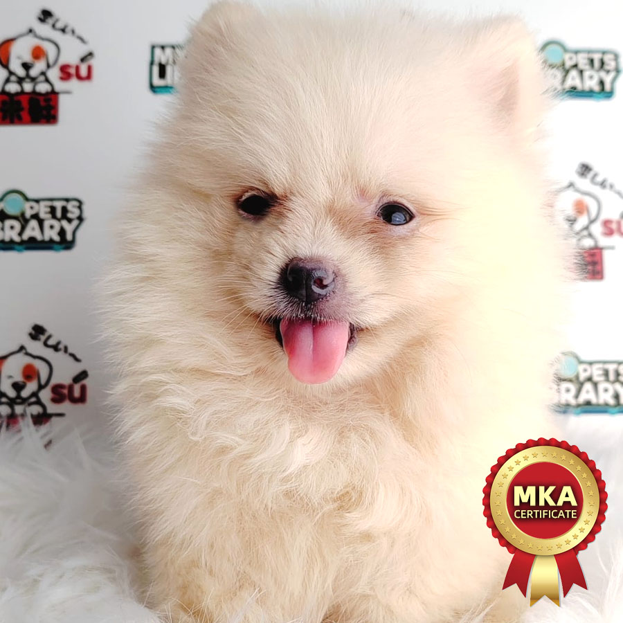 MKA Pomeranian Puppy (Male) For Sale