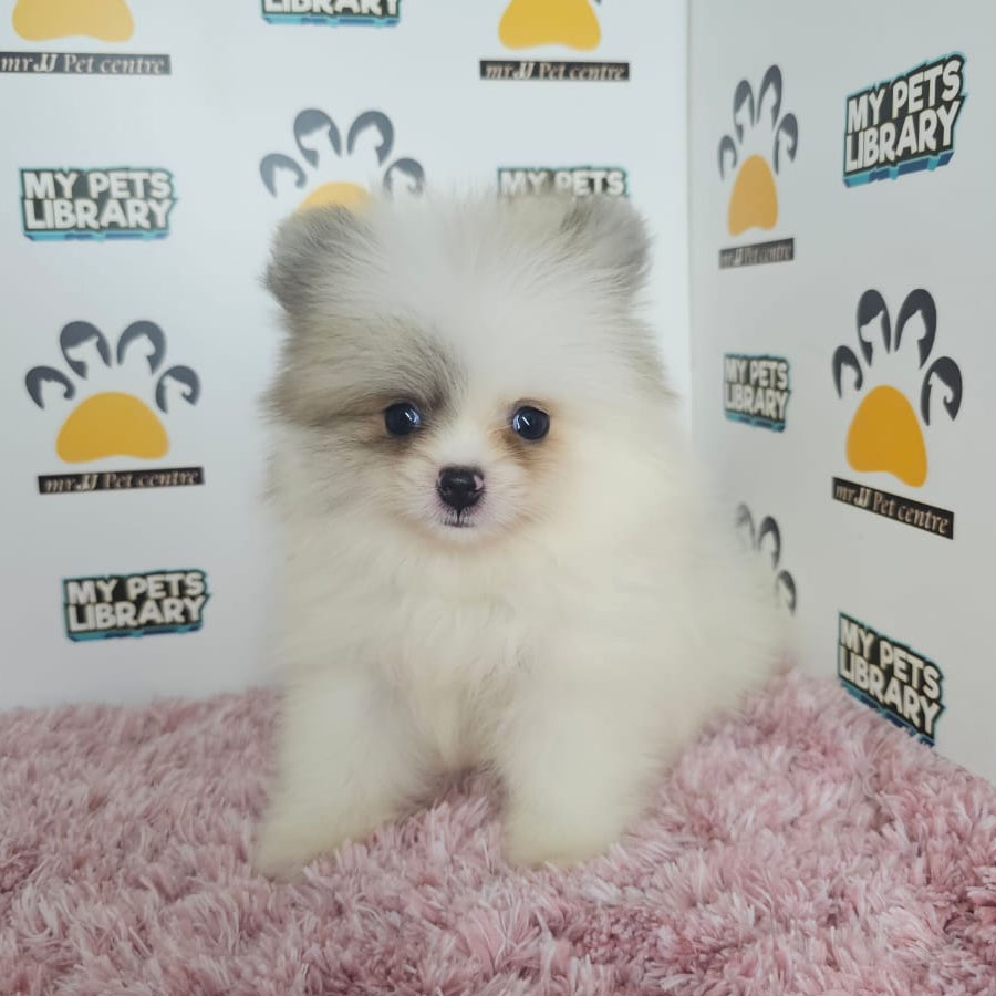 Tiny Pomeranian Puppy (Female) For Sale
