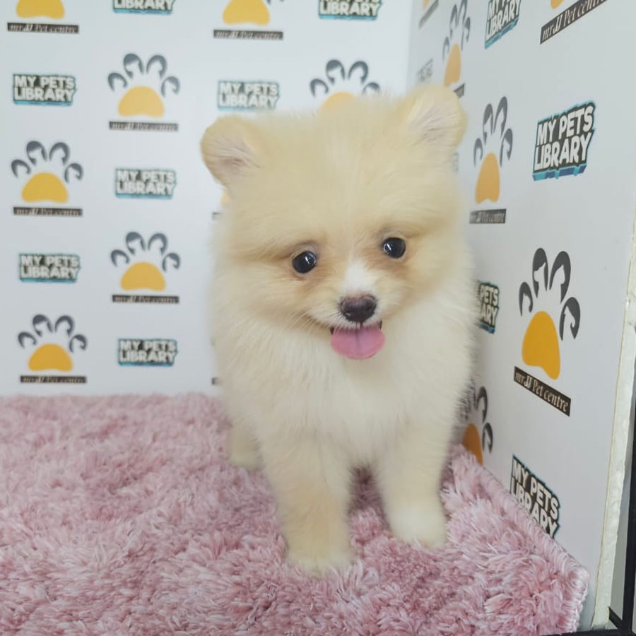 Tiny Pomeranian Puppy (Female) For Sale