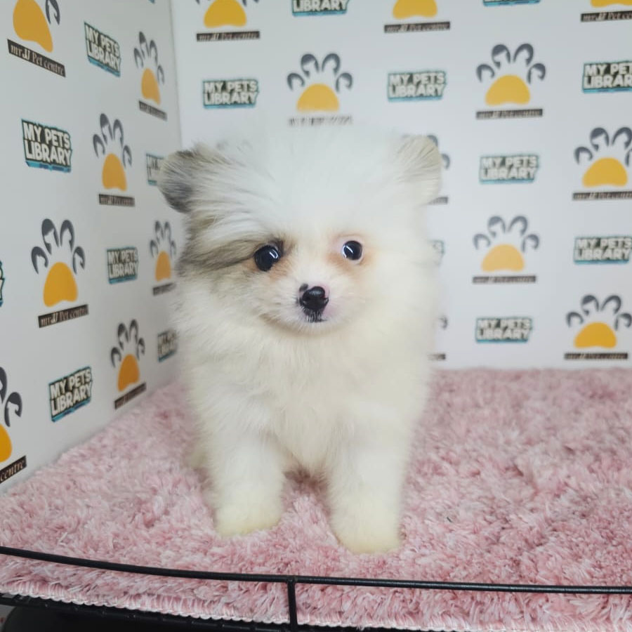 Tiny Pomeranian Puppy (Female) For Sale