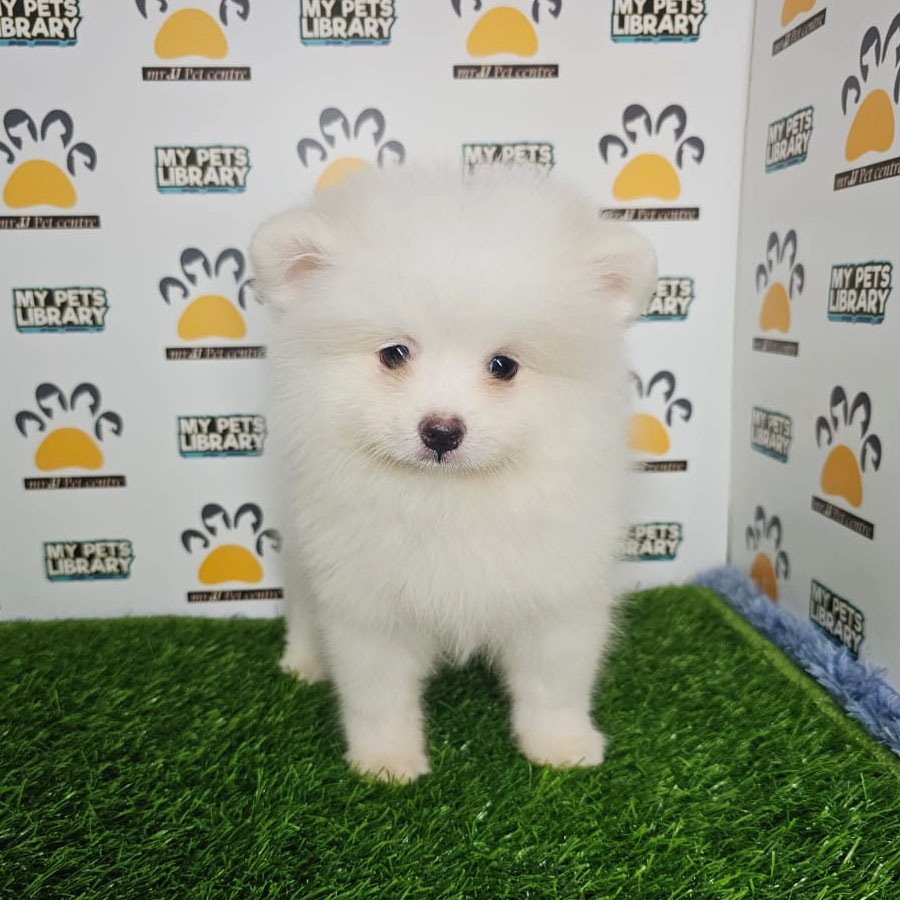 Pomeranian Puppy (Male) For Sale