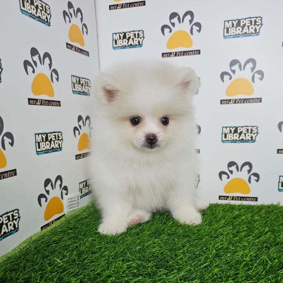 Pomeranian Puppy (Male) For Sale