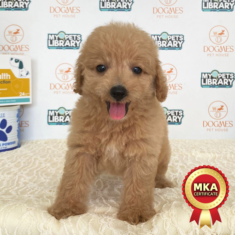 MKA Toy Poodle Puppy (Female) For Sale
