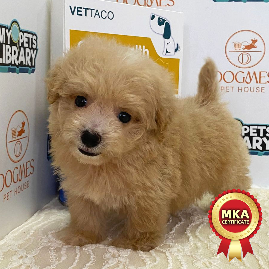 MKA Tiny Poodle Puppy (Female) For Sale