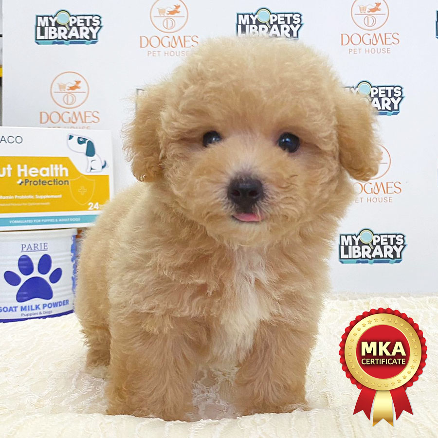 MKA Toy Poodle Puppy (Male) For Sale