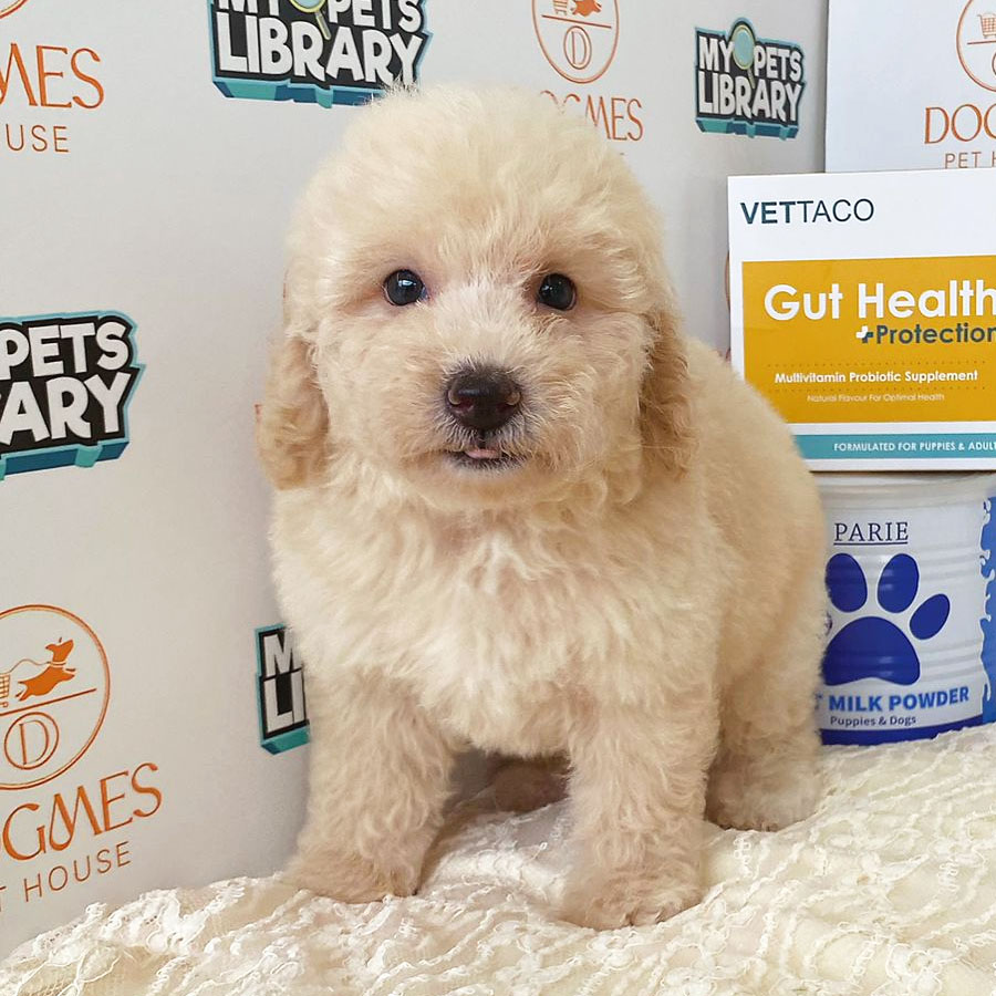 Toy Poodle Puppy (Male) For Sale