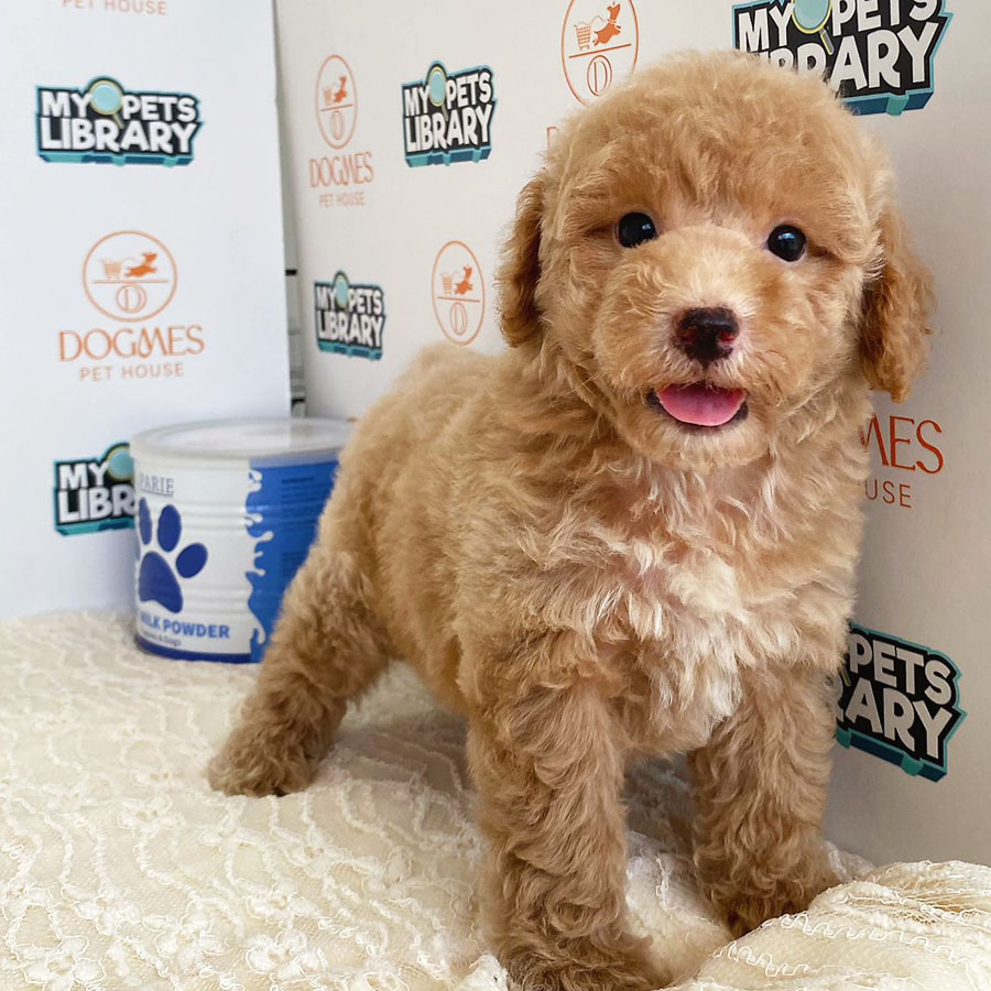 Toy Poodle Puppy (Male) For Sale