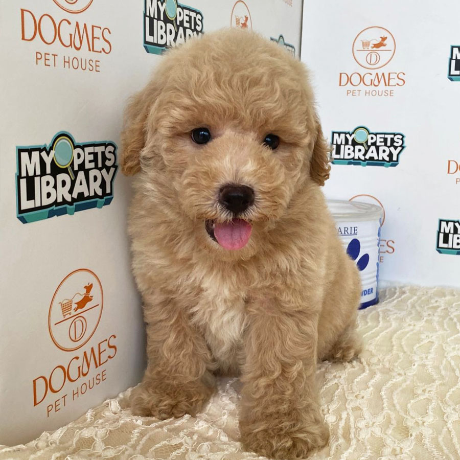 Toy Poodle Puppy (Male) For Sale