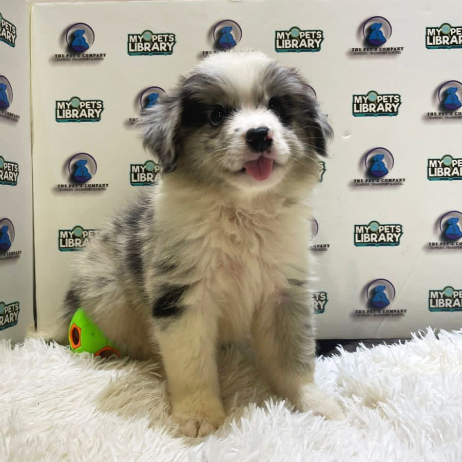 Border Collie Puppy (Male) For Sale