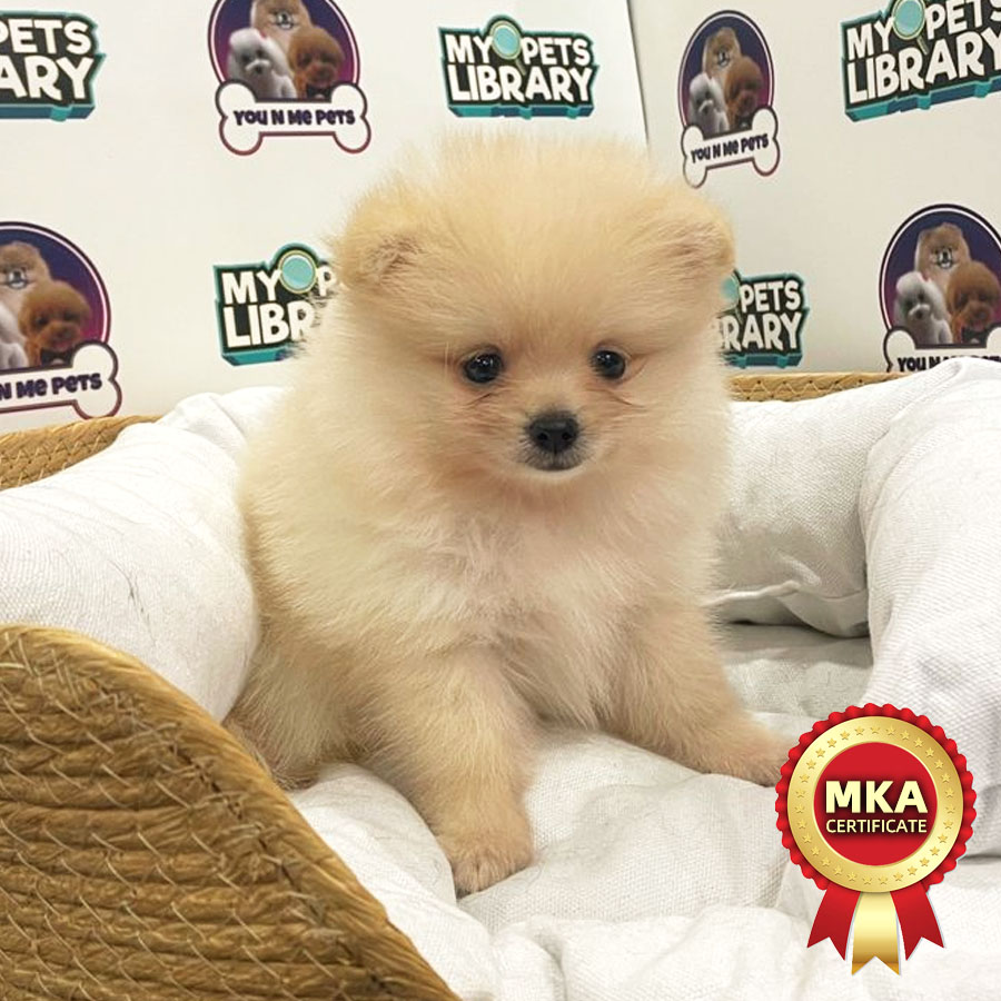 MKA Tiny Pomeranian Puppy (Female) For Sale