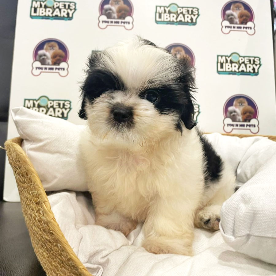 Shih Tzu Puppy (Male) For Sale