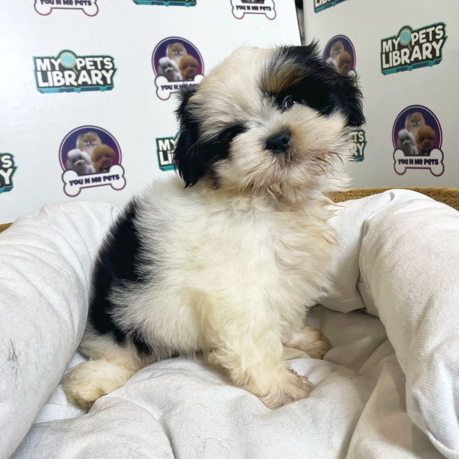 Shih Tzu Puppy (Female) For Sale