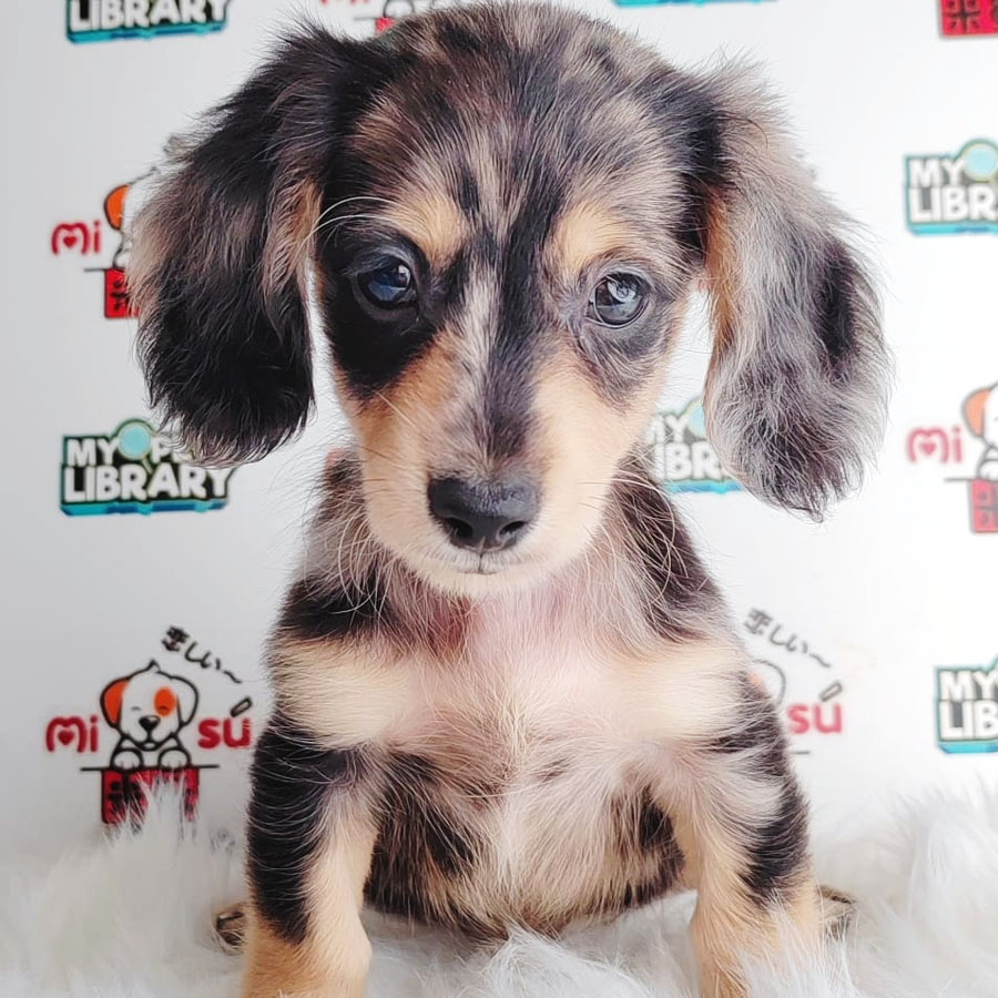 Miniature Dachshund Puppy (Male) For Sale