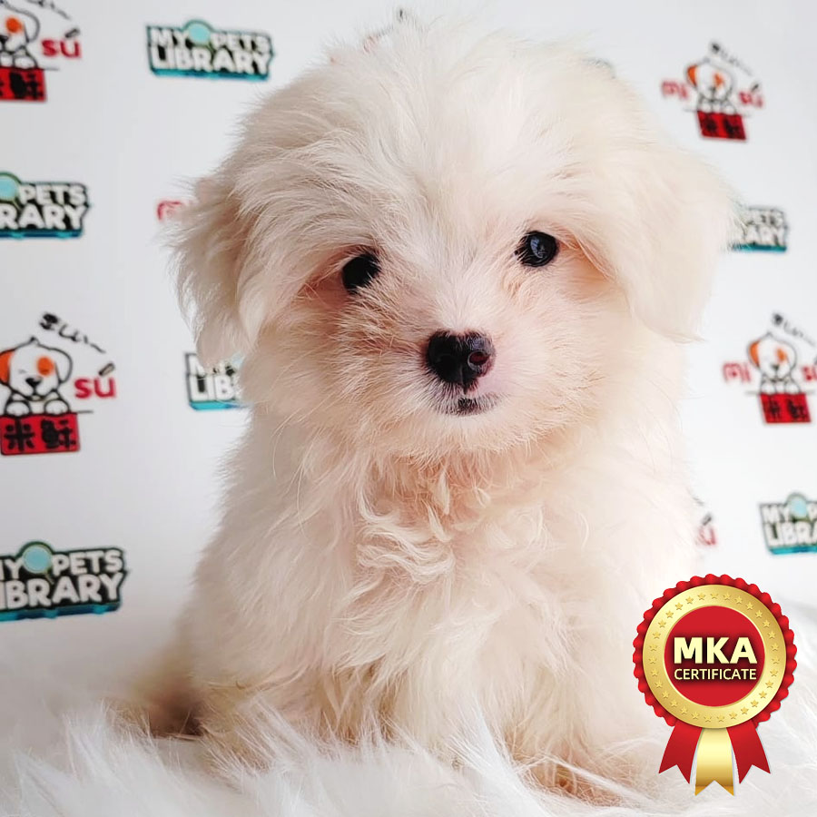 MKA Maltese Puppy (Male) For Sale