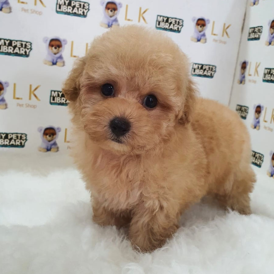 Maltipoo Puppy (Male) For Sale