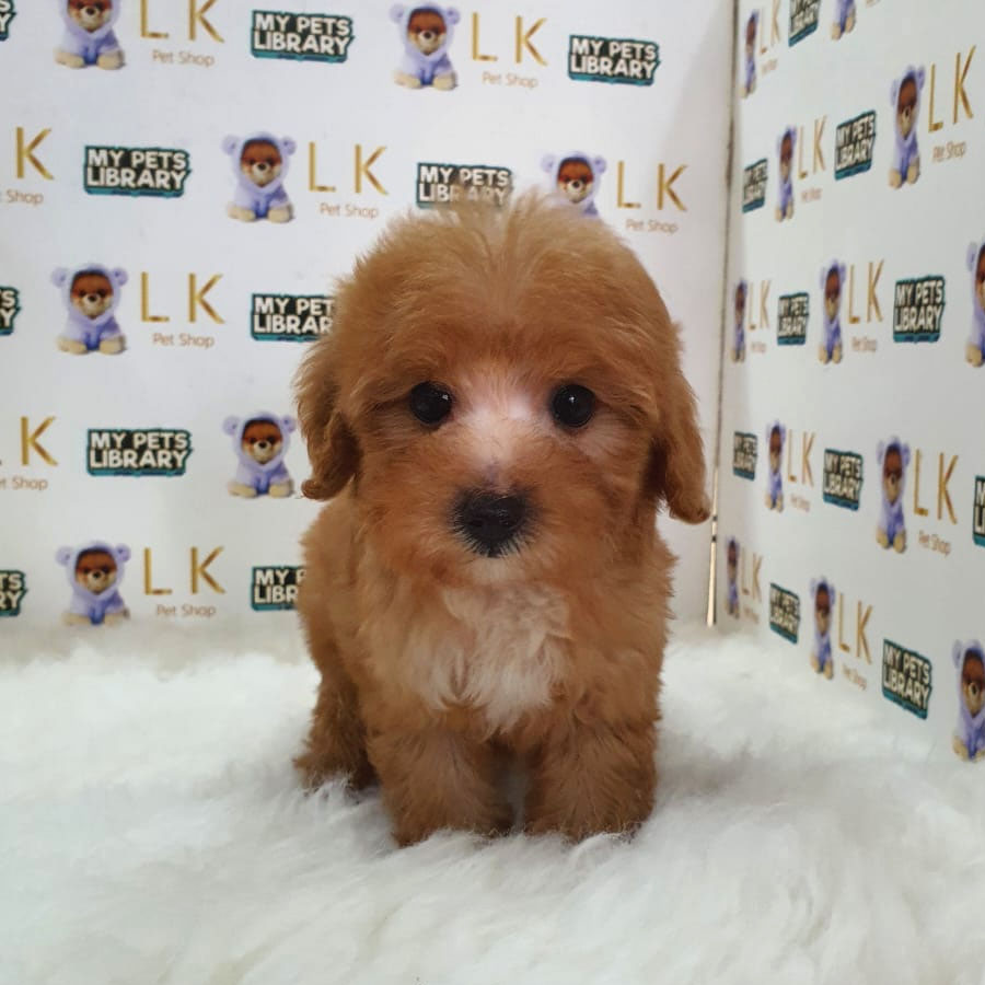 Maltipoo Puppy (Female) For Sale