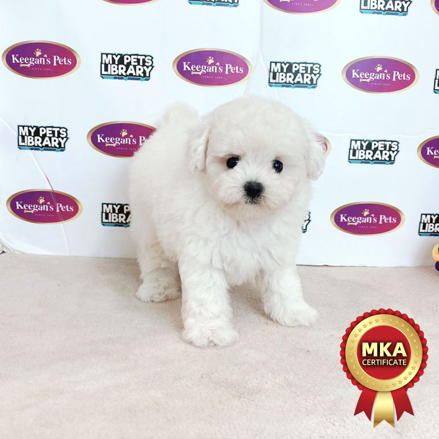 MKA Bichon Frise Puppy (Male) For Sale