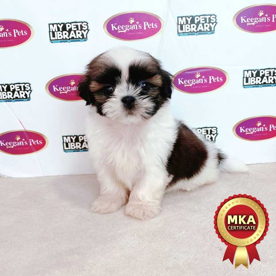 MKA Shih Tzu Puppy (Male) For Sale