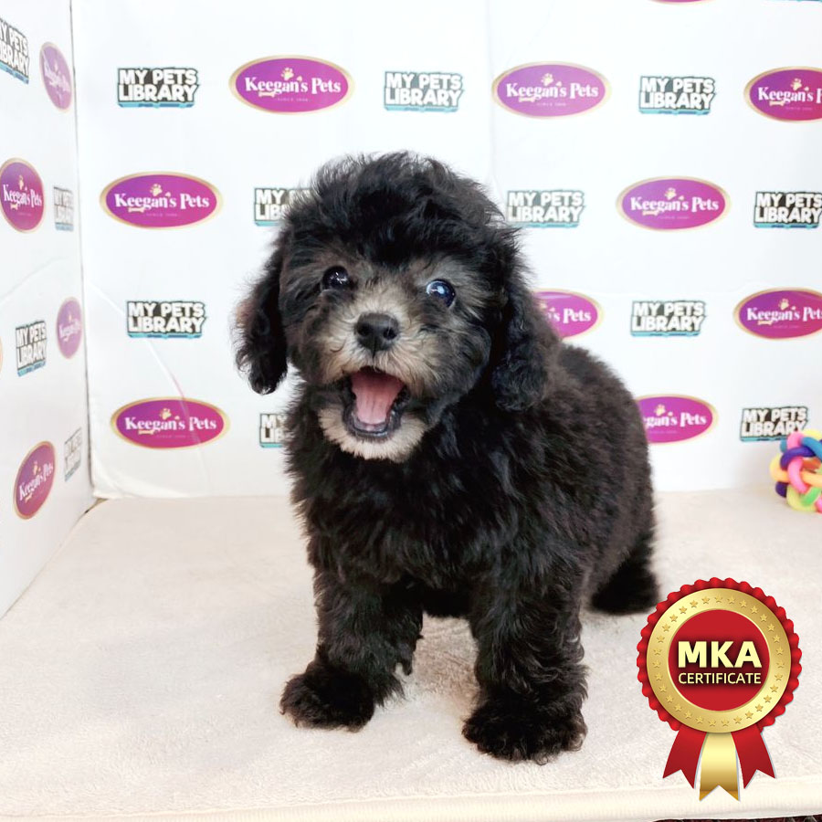 MKA Toy Poodle Puppy (Female) For Sale