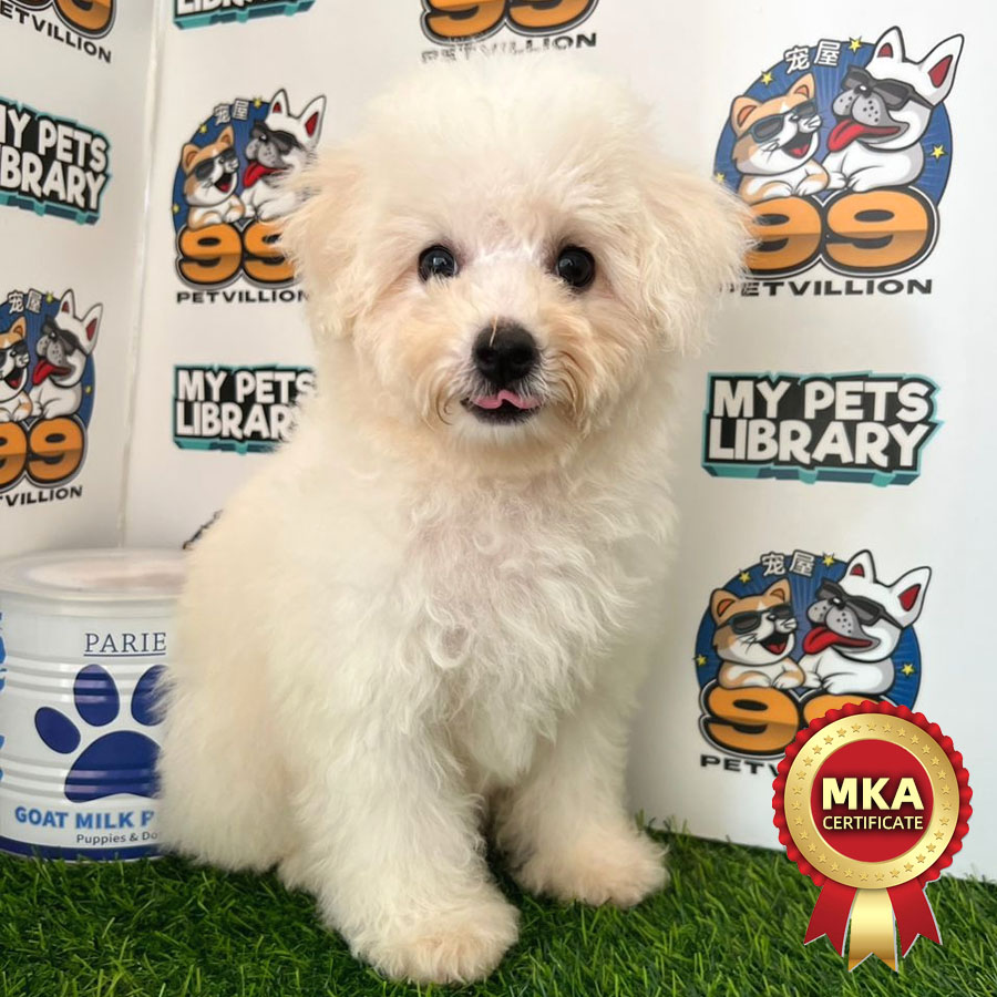 MKA Bichon Frise Puppy (Female) For Sale